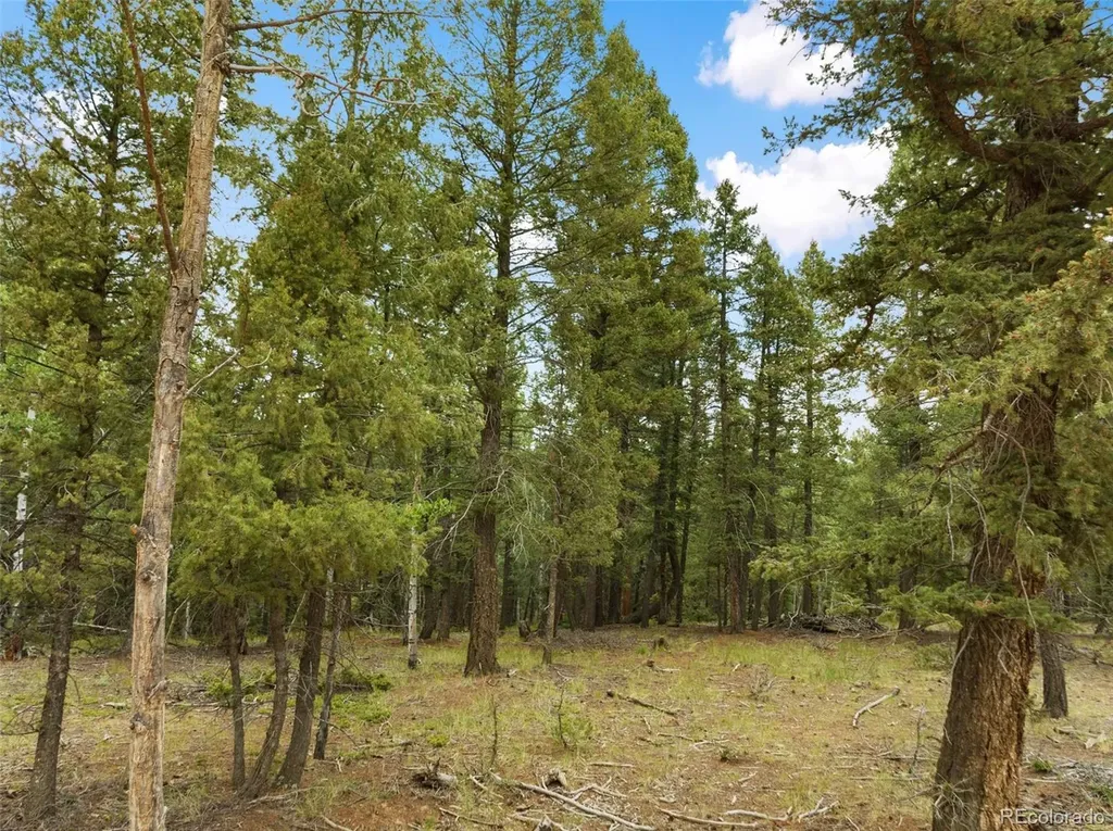 810 Ridge Road Divide CO 80814