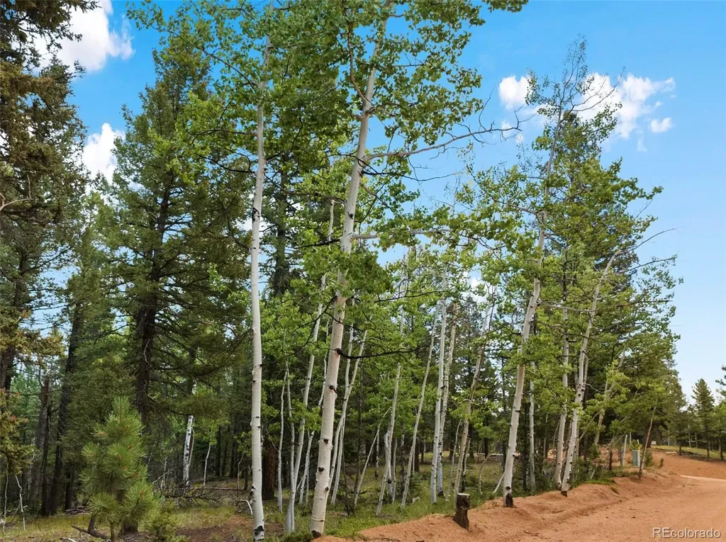 810 Ridge Road Divide CO 80814