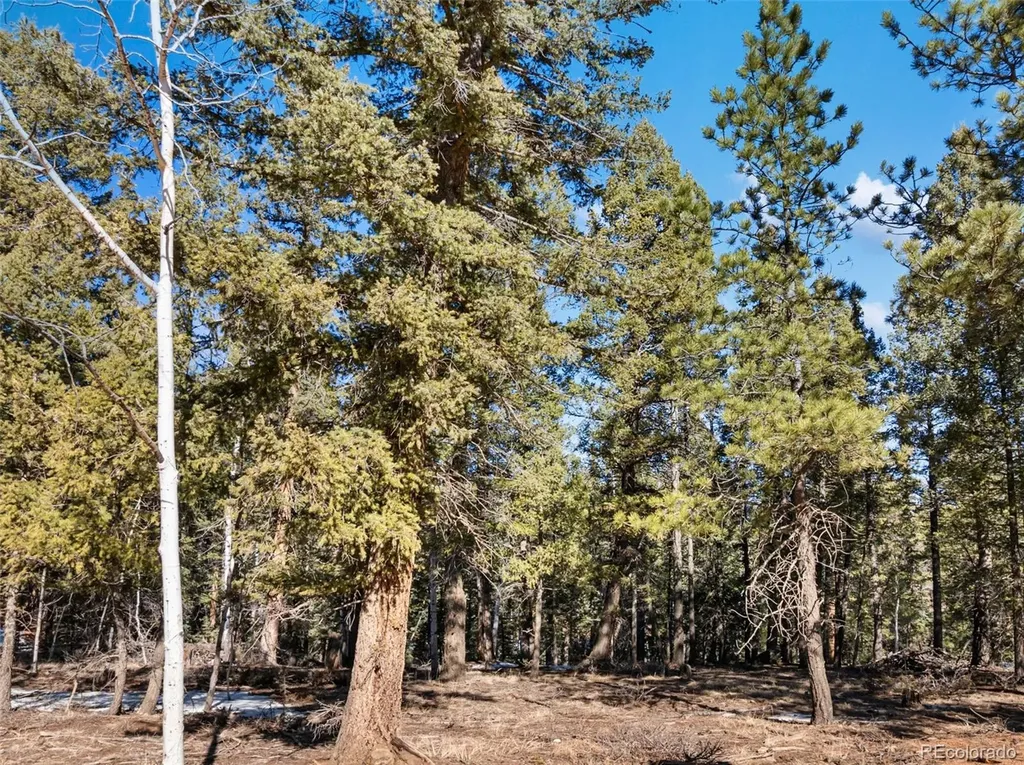 810 Ridge Road Divide CO 80814