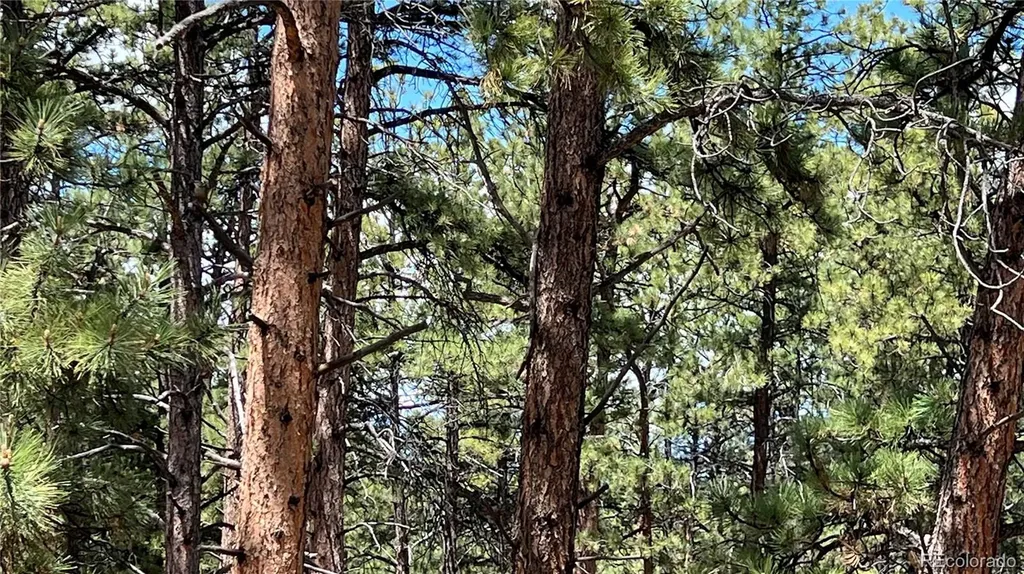 207 Little Bear Drive Westcliffe CO 81252