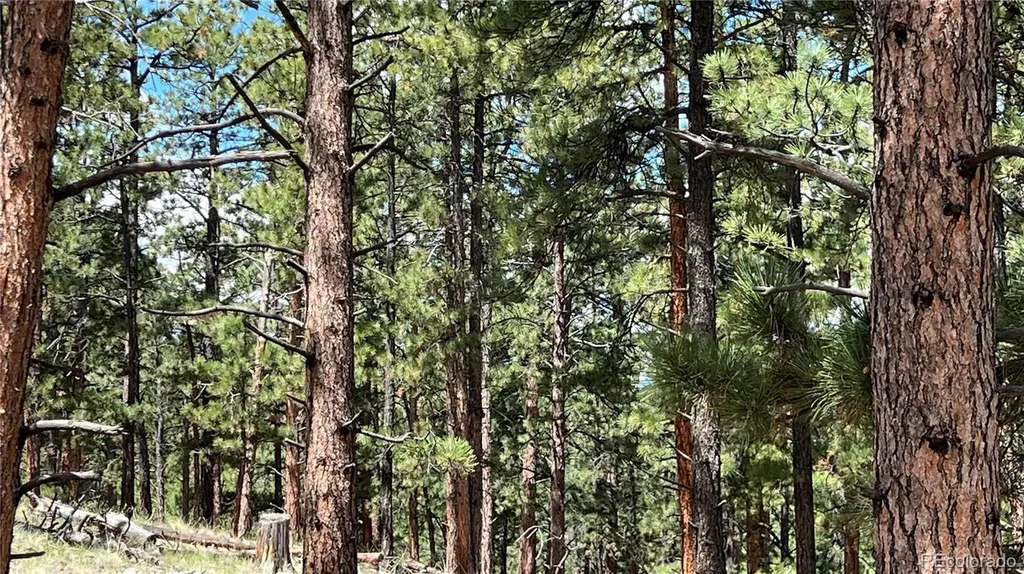 207 Little Bear Drive Westcliffe CO 81252