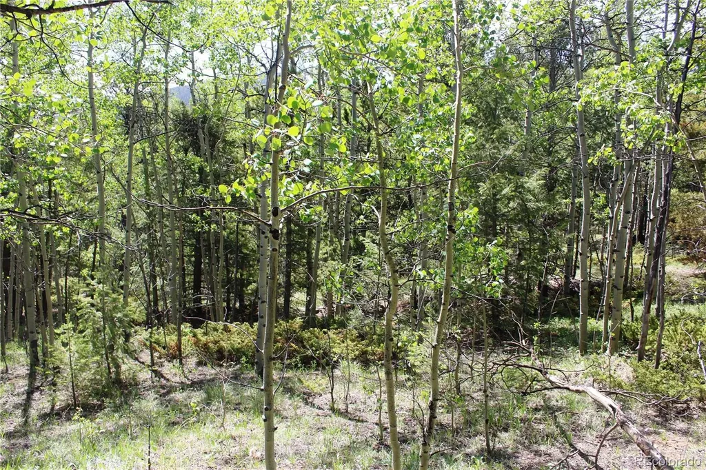 6050 Virginia Canyon Road Central City CO 80427
