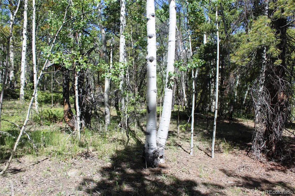 6050 Virginia Canyon Road Central City CO 80427