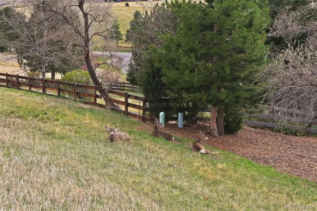 4 Blue Grouse Ridge Road Littleton CO 80127
