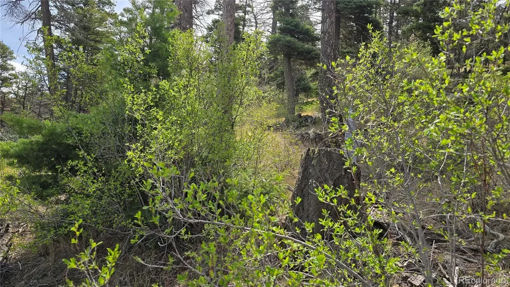 Lot 5505 Balleroy Road Fort Garland CO 81133