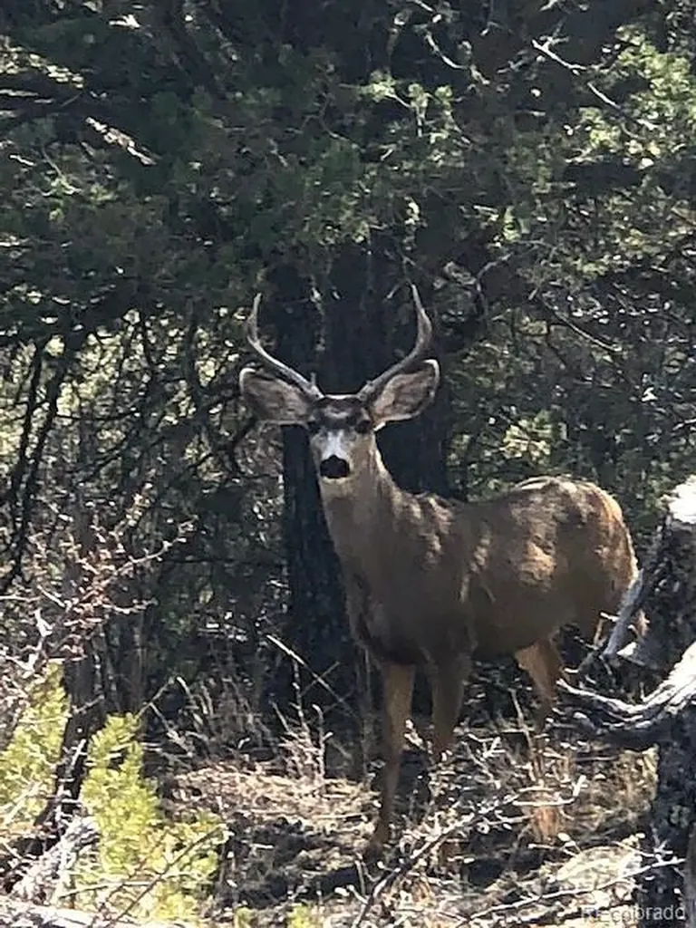1420 Coyote Run Cotopaxi CO 81223