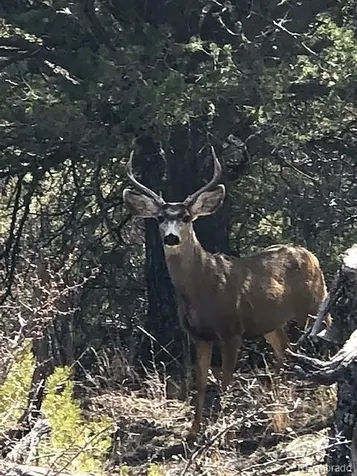 1420 Coyote Run Cotopaxi CO 81223