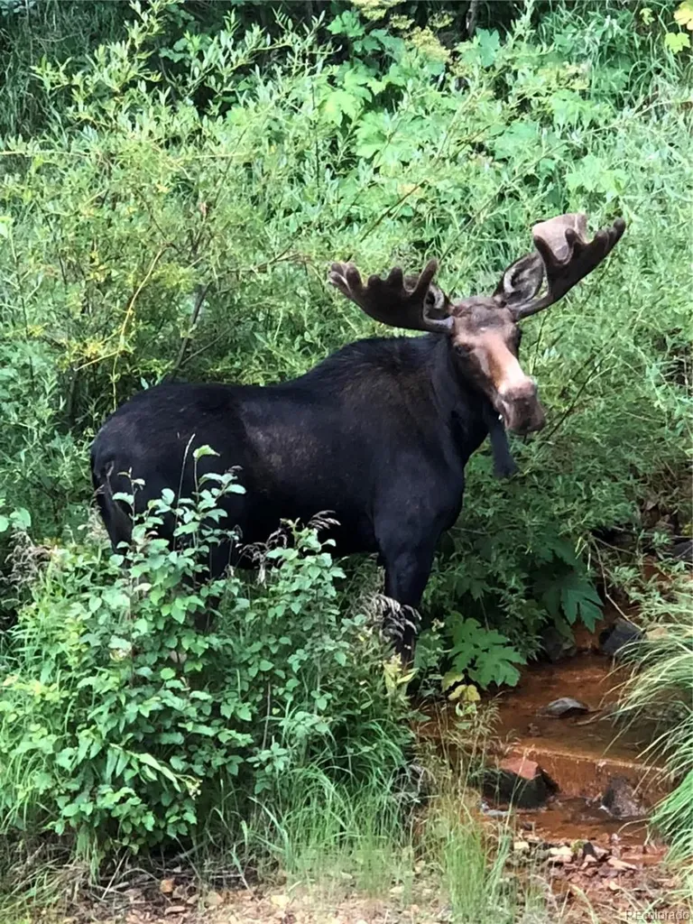 1430 Lower Travis Gulch Road Black Hawk CO 80422