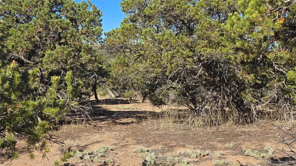 Lot 3873 Shinn Road Fort Garland CO 81133
