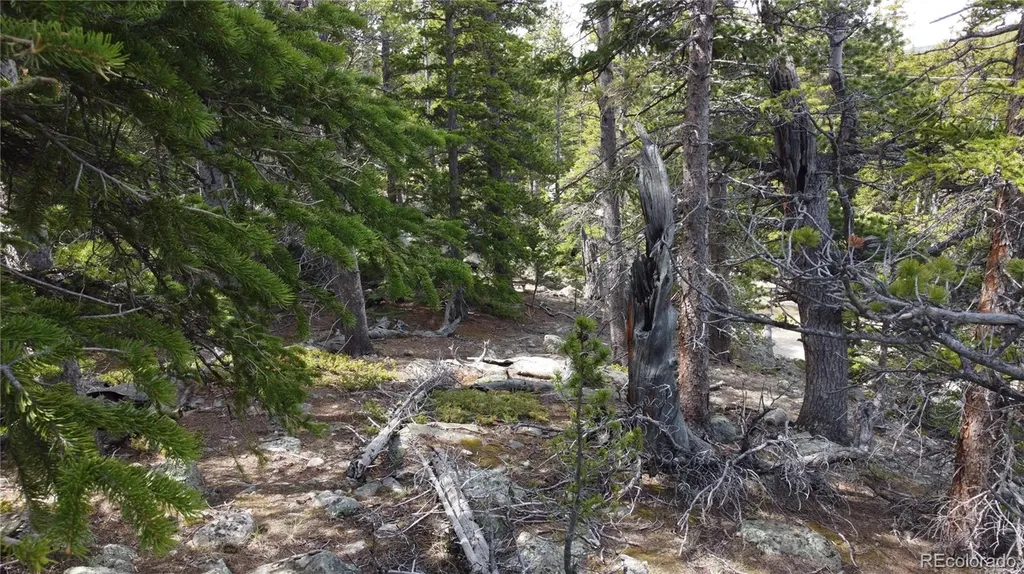 000 Brook Drive Idaho Springs CO 80452