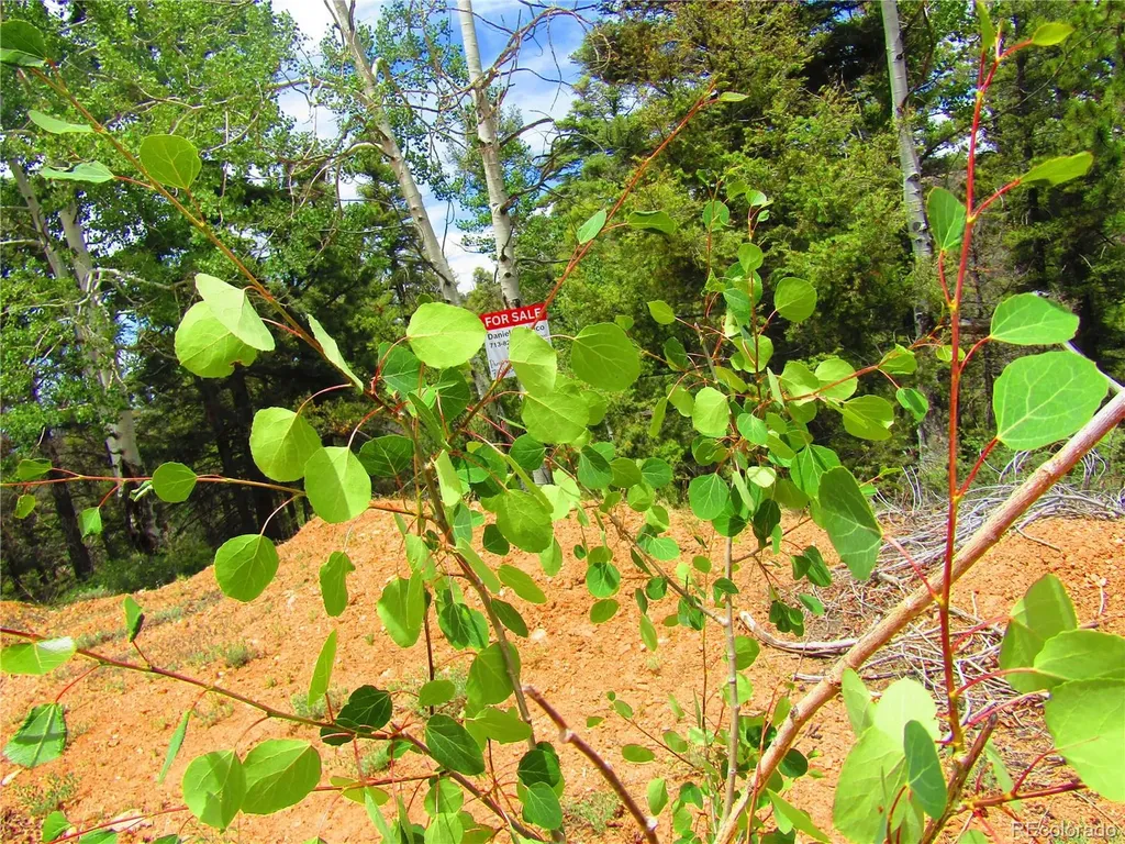 Lot 6028 Spruce Roads San Luis CO 81152