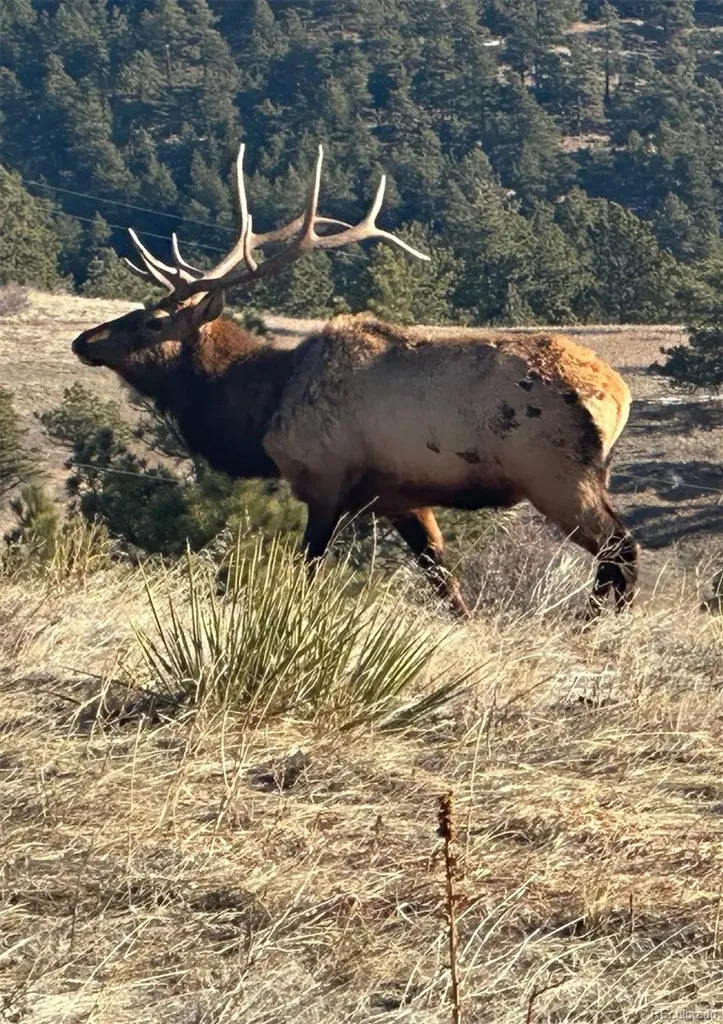 5607 Crawford Gulch Road Golden CO 80403