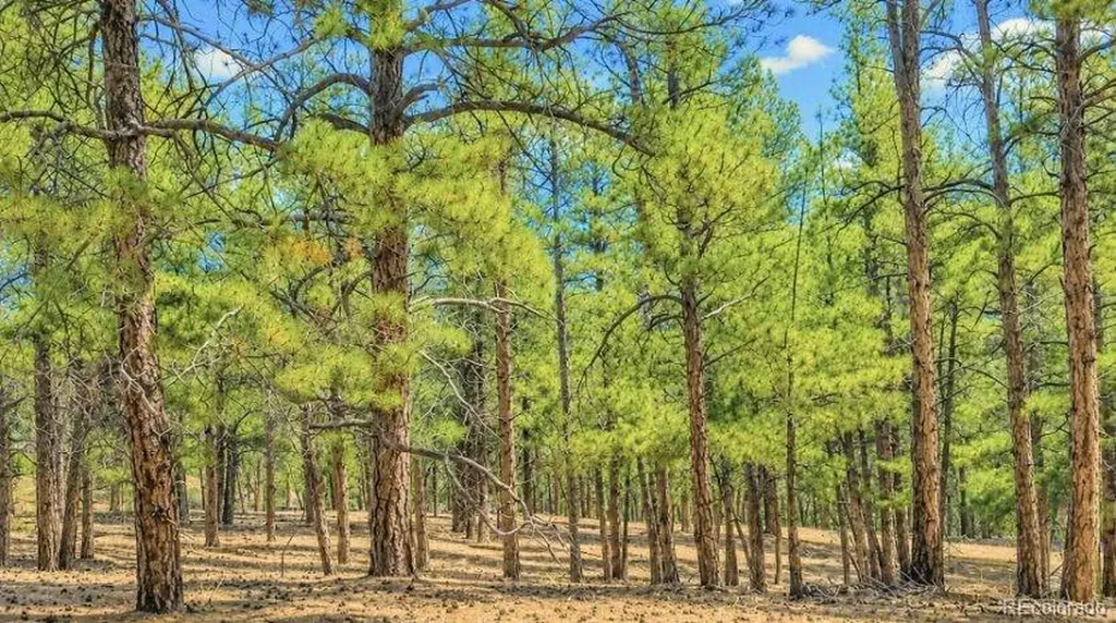 196 Freeman Drive Florissant CO 80816
