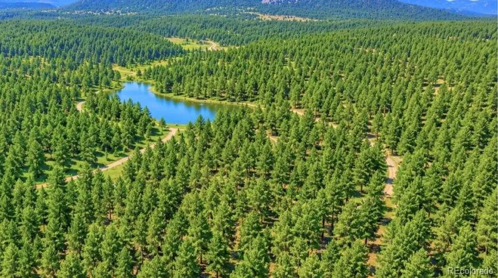 196 Freeman Drive Florissant CO 80816