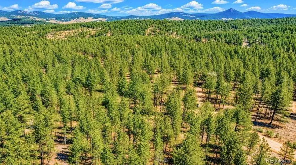 196 Freeman Drive Florissant CO 80816