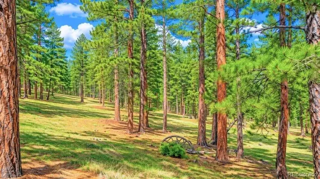 196 Freeman Drive Florissant CO 80816