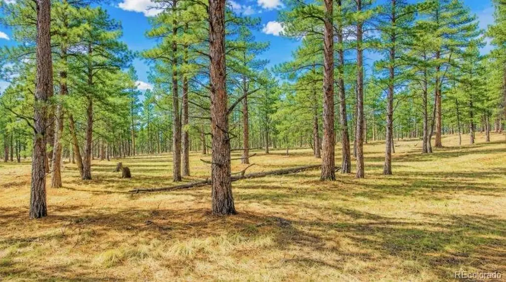 196 Freeman Drive Florissant CO 80816
