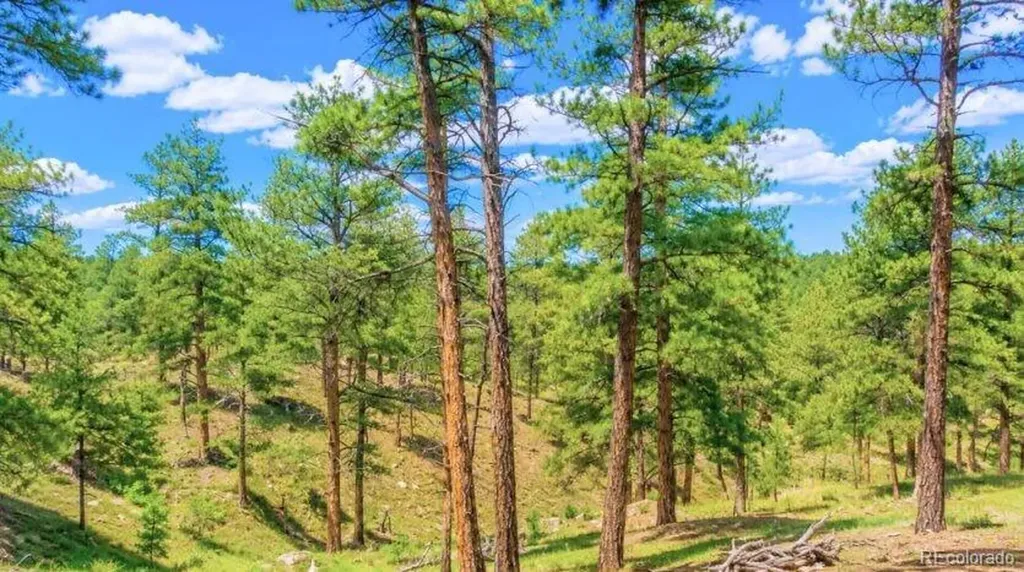 196 Freeman Drive Florissant CO 80816