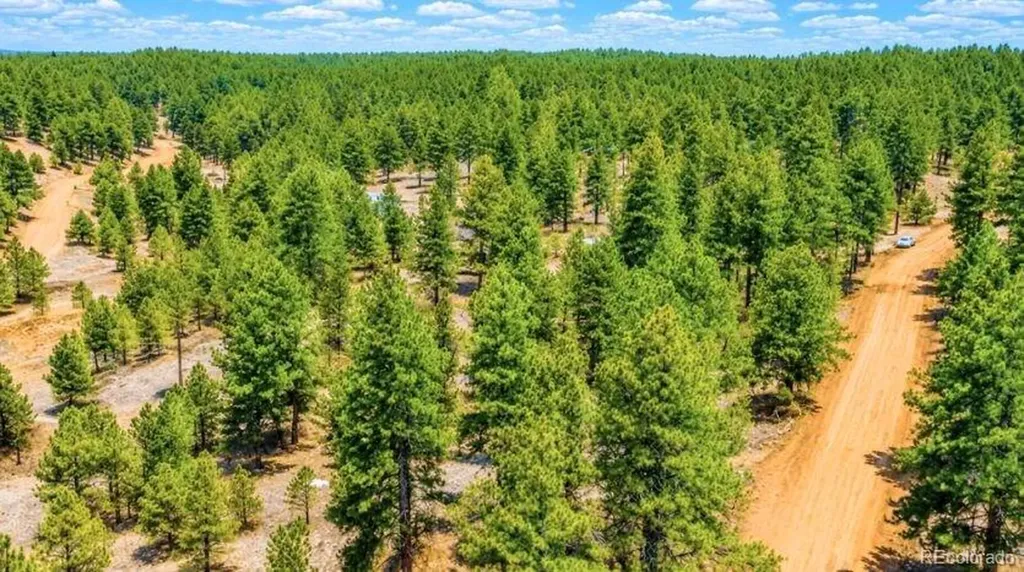 196 Freeman Drive Florissant CO 80816