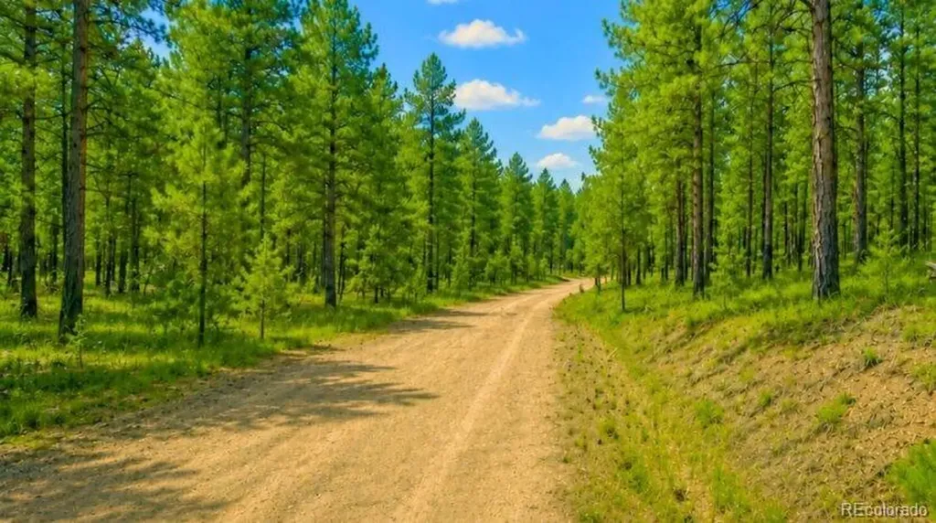 196 Freeman Drive Florissant CO 80816