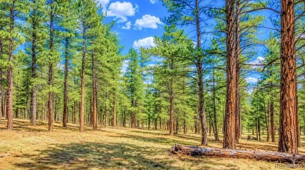 196 Freeman Drive Florissant CO 80816