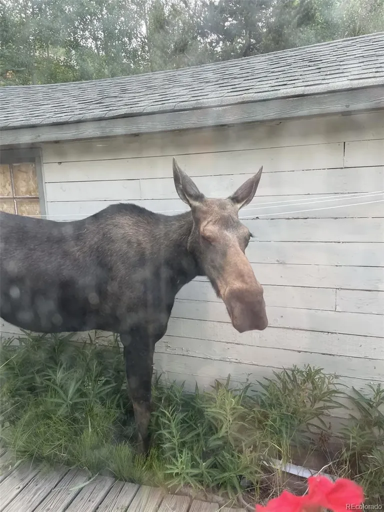 81 GCR 461 Grand Lake CO 80447