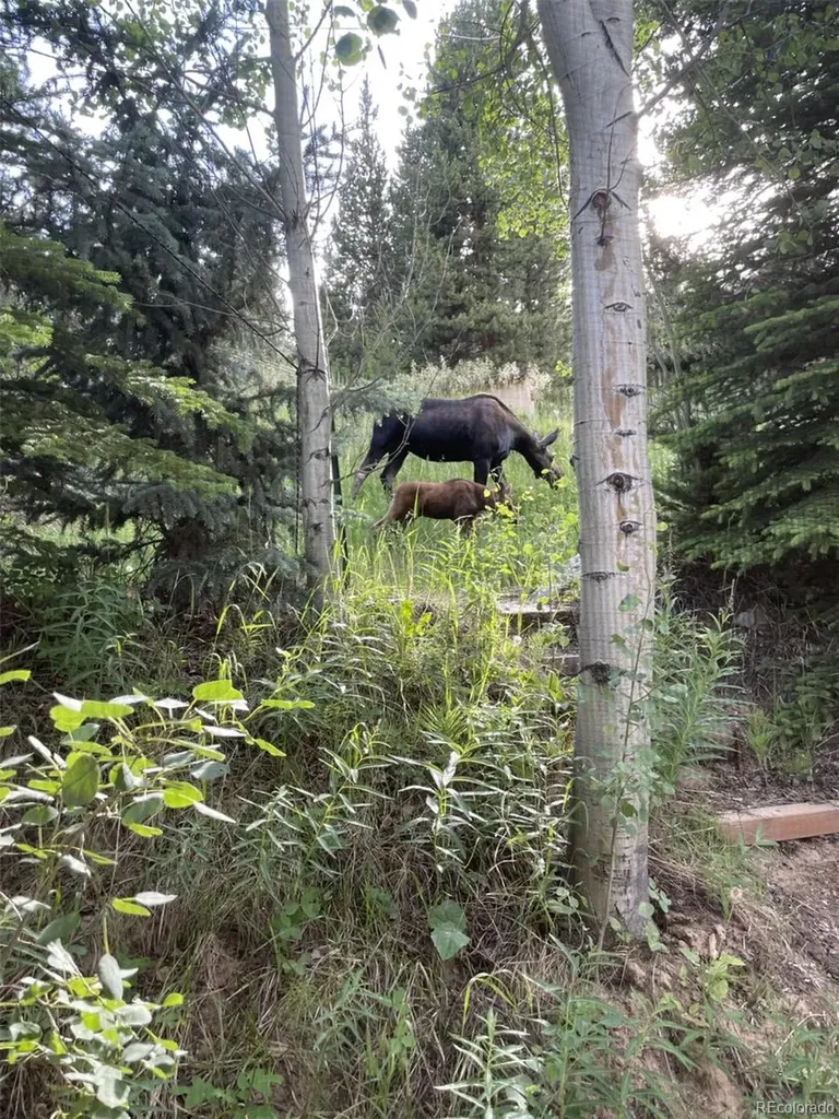 81 GCR 461 Grand Lake CO 80447