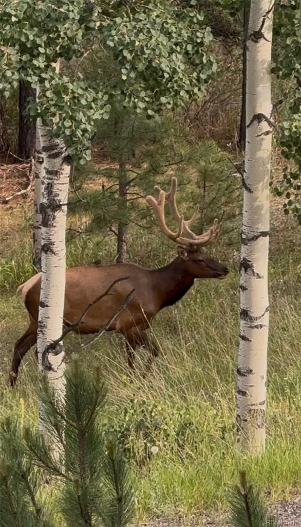 9759 Fallen Rock Road Conifer CO 80433
