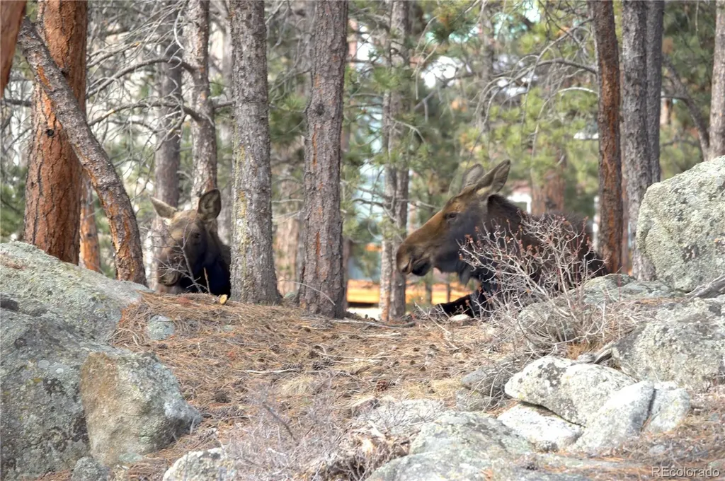 200 Rocky Knob Lane Nederland CO 80466
