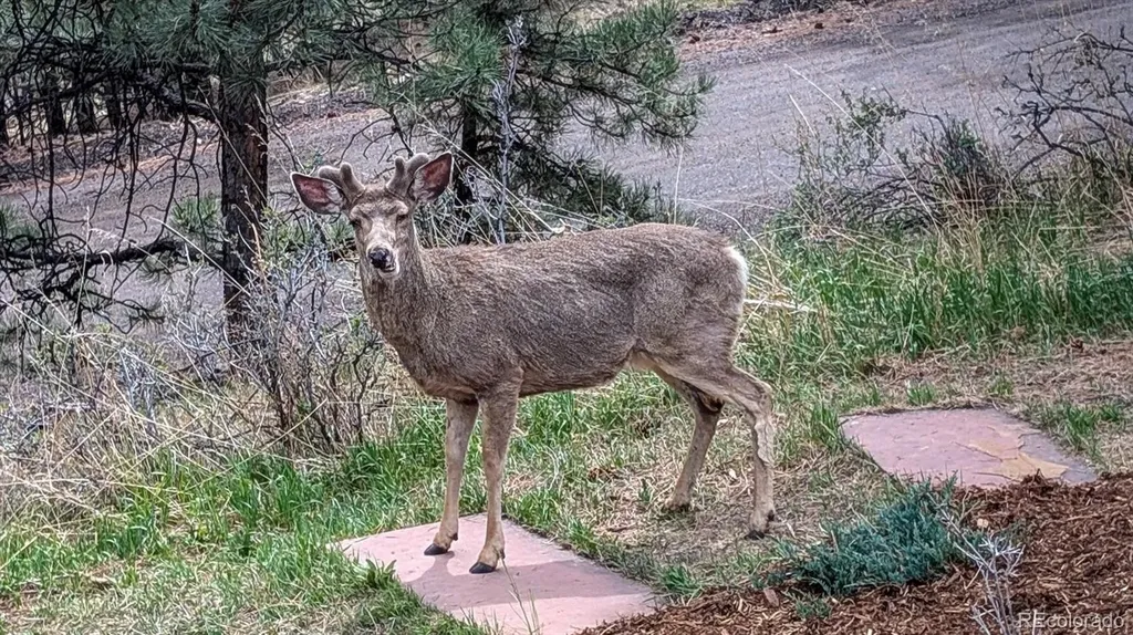 23004 Whispering Woods Golden CO 80401