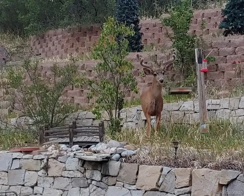 1390 Whitetail Drive Castle Rock CO 80104