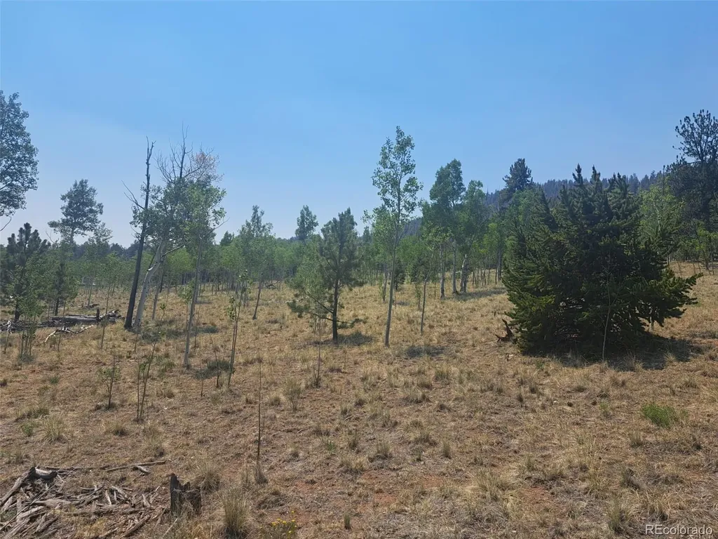 2338 Fitzsimmons Road Hartsel CO 80449