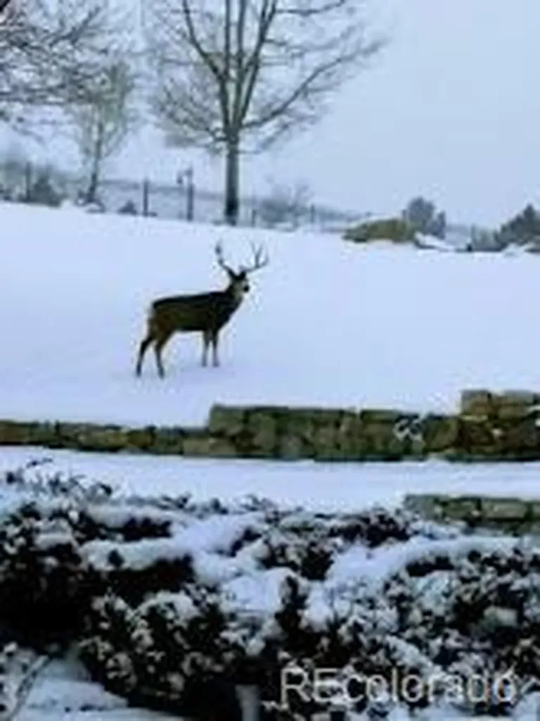 6791 Tiger Walk Lone Tree CO 80124