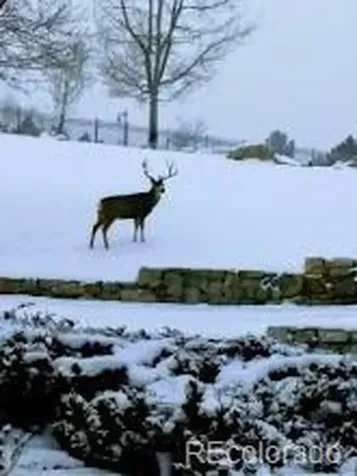 6791 Tiger Walk Lone Tree CO 80124
