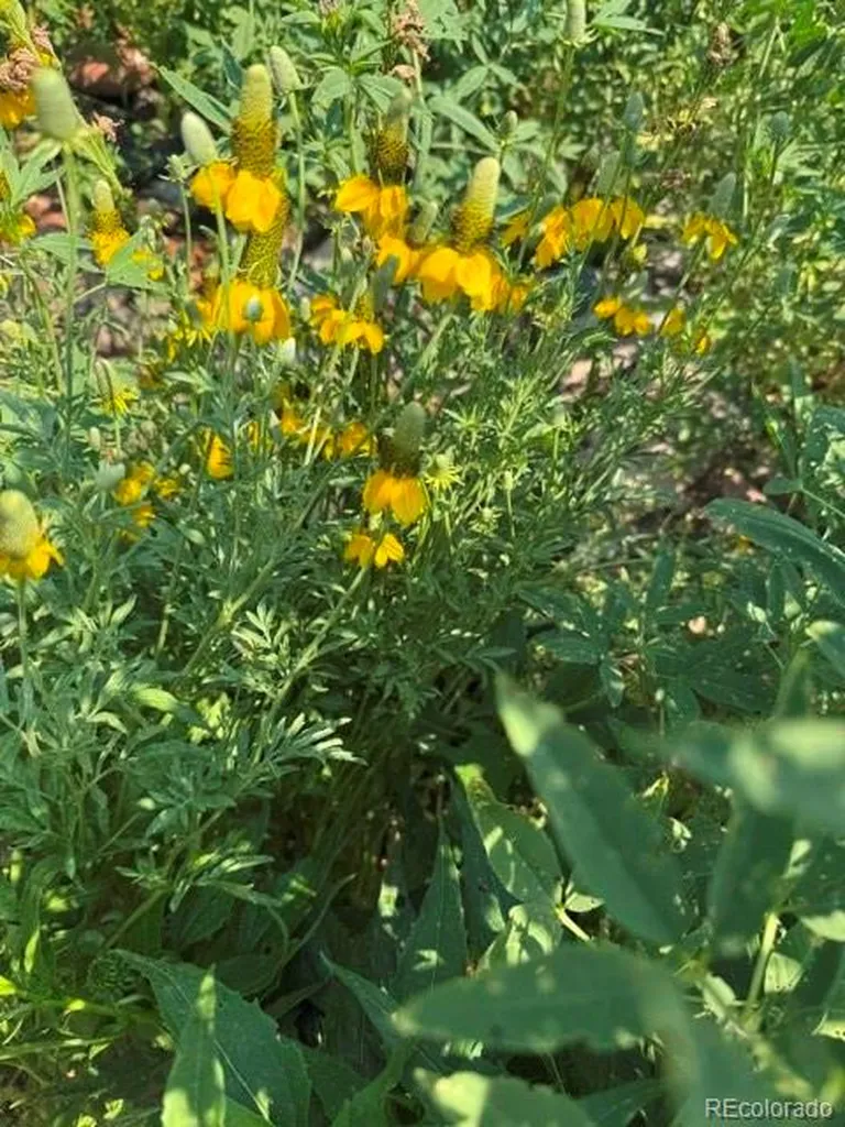 974 W Bison Creek Trail Divide CO 80814