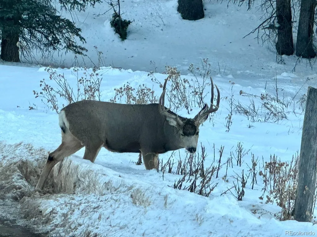974 W Bison Creek Trail Divide CO 80814
