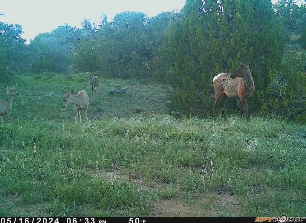 2911 County Road 524 Walsenburg CO 81089