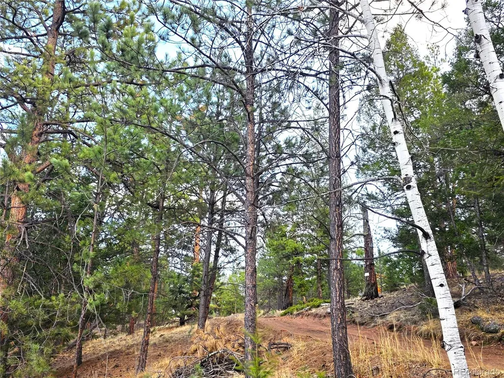 204 Pine Road Florissant CO 80816