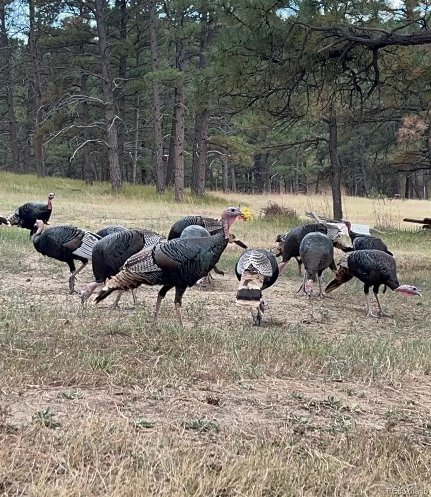 24124 Agate Trail Deer Trail CO 80105