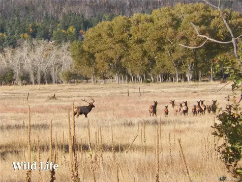 2269 Running Bear Cotopaxi CO 81223