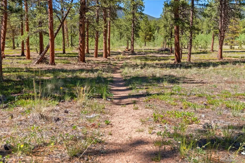 43 Crystal Rock Road Bailey CO 80421