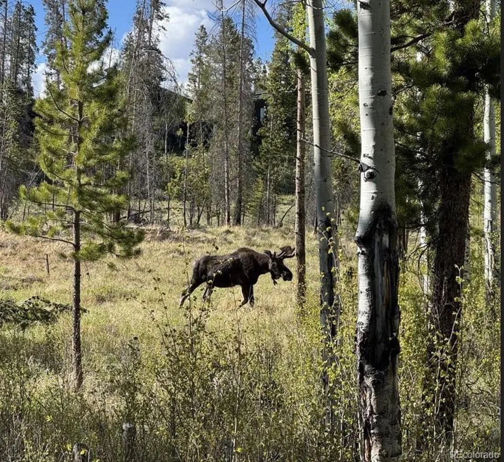 1384 GCR 494 Grand Lake CO 80447