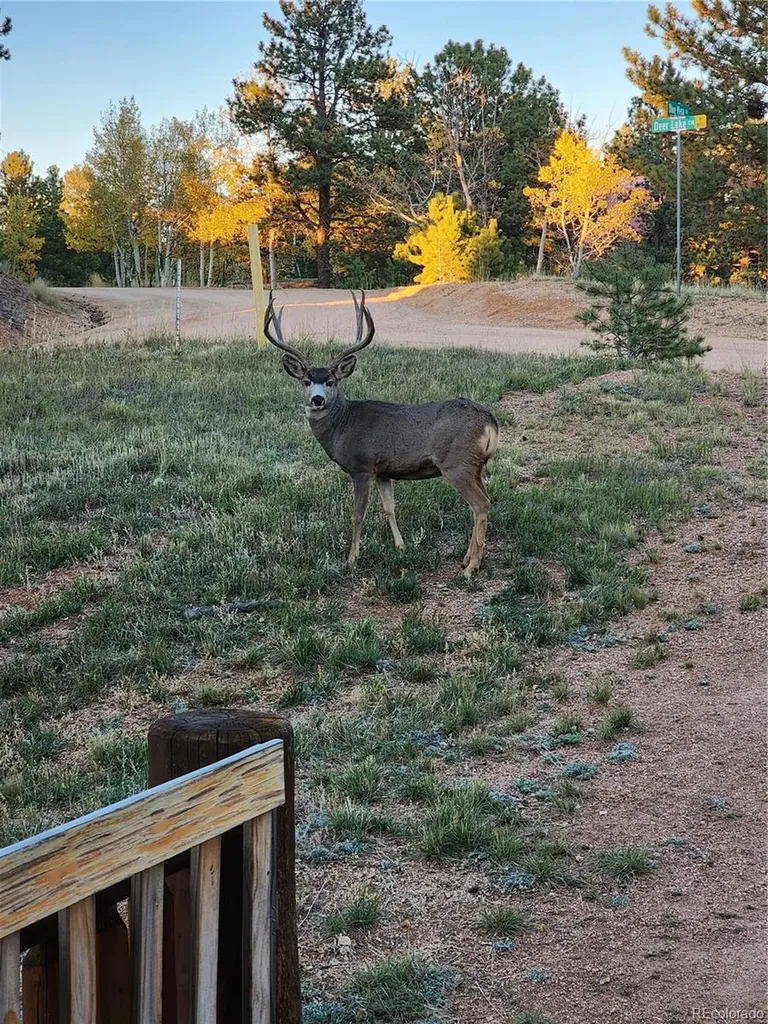 17 Deer Lake Circle Divide CO 80814