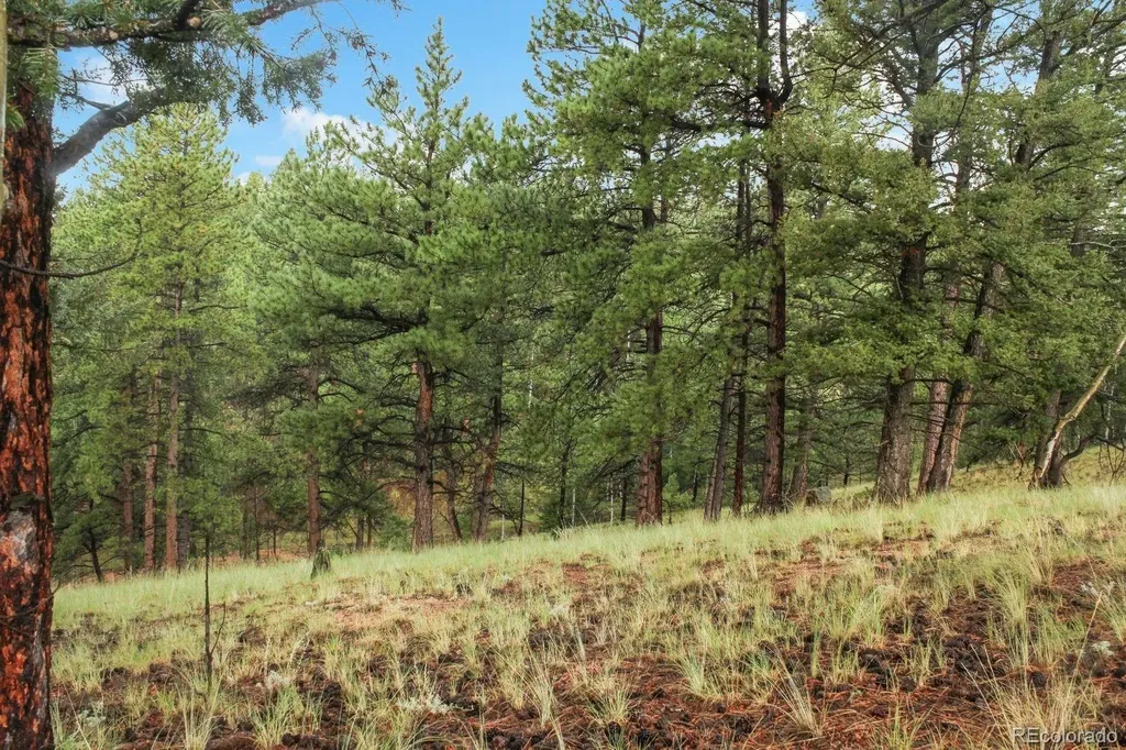 131 Lost Lake Circle Divide CO 80814