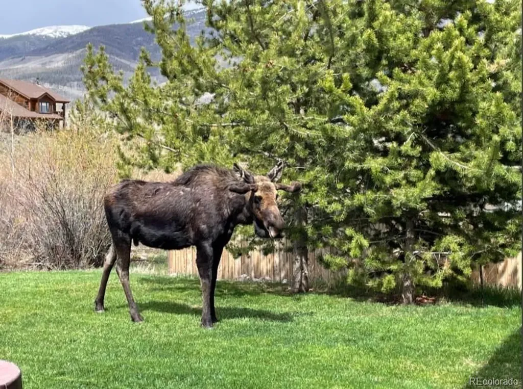 518 Bighorn Circle Silverthorne CO 80498