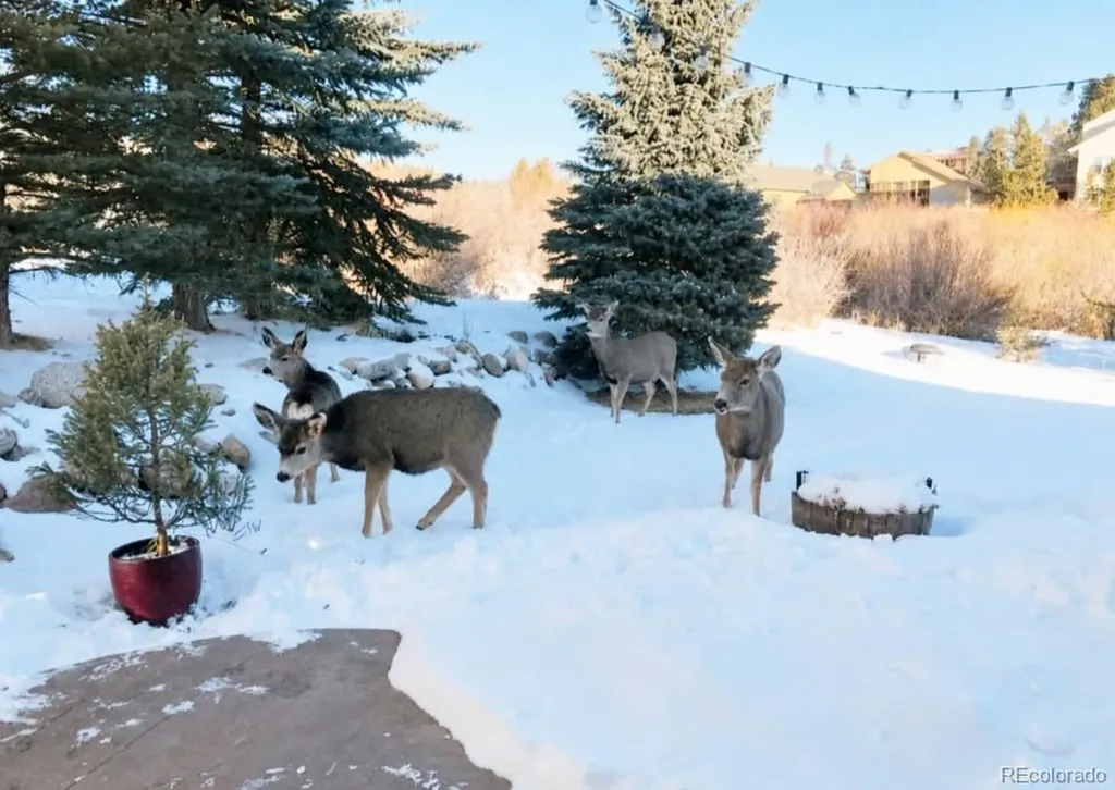 518 Bighorn Circle Silverthorne CO 80498