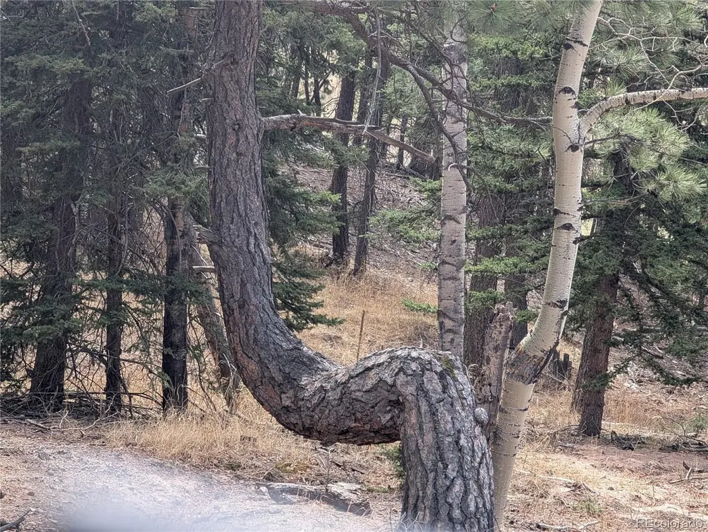 13108 Elsie Road Conifer CO 80433