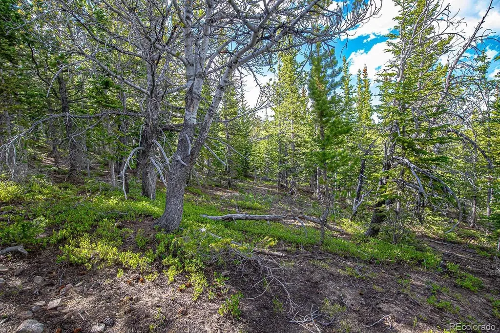 123 Mosquito Creek Road Black Hawk CO 80422