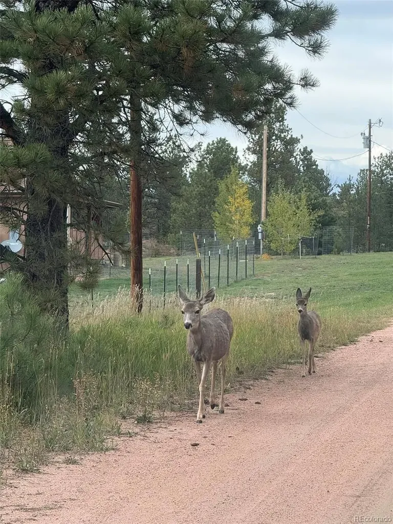 234 Wasatch Lane Florissant CO 80816