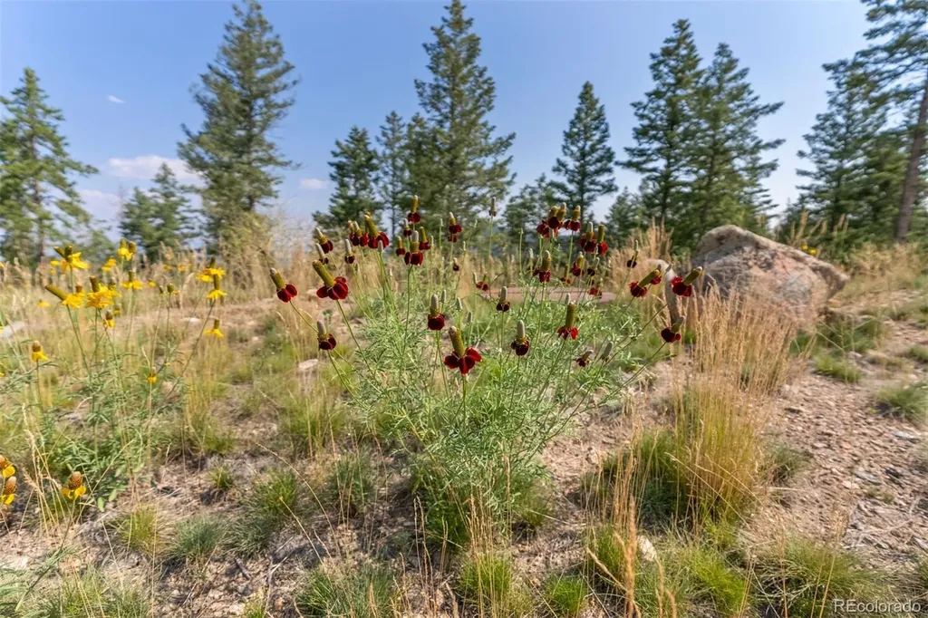 6371 Canyon Creek Road Evergreen CO 80439